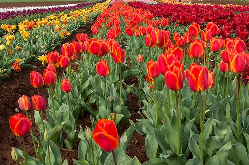 Bloomin' Tulips Festival | Tasmania, Australia | 10th Oct 2015