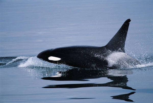 最佳季節! 追蹤座頭鯨大遷徙 | 珀斯, 澳大利亞 | 品味遊