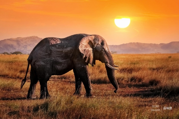 連非洲人都可能不知道大象的秘事! – 非洲坦桑尼亞