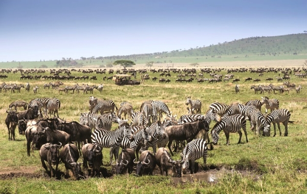 你不知道的南非動物全解構 - 最危險的野生動物