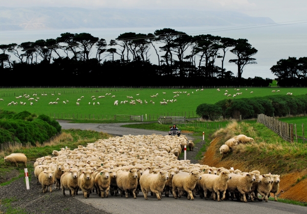 ⚡ Limited-Time Double 11 Deal: Fly Air New Zealand to New Zealand from HKD5,700 with Iconic Stays in Auckland & Beyond | Unlock Exclusive Luxe Travel Benefits