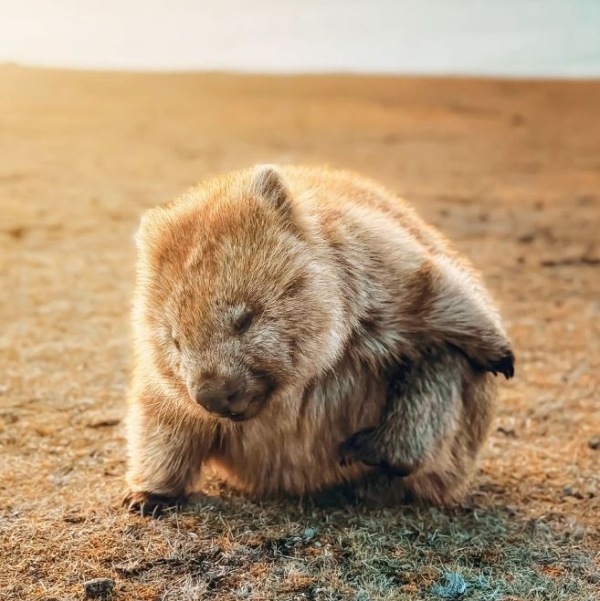 🐣 (Limited Easter Edition) Tasmania Nature, Fine Seafood Indulgence & Truffle Hunt Private Tour 10 Days 7 Nights 