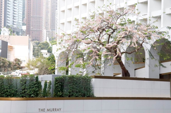 " PINK AND WHITE IN BLOOM" Staycation - Celebrate the beautiful full bloom of the Old and Vaulable tree with a restful stay and blossom-inspired delights @ The Murray Hong Kong