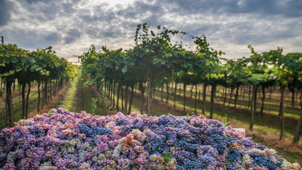 Harvest Grapes With The Italians! A Unique Experience Not To Be Missed!  