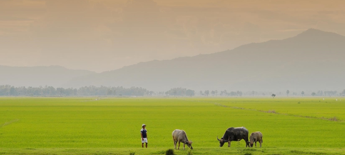 Bentre River Cruise LUXE Private Day Tour