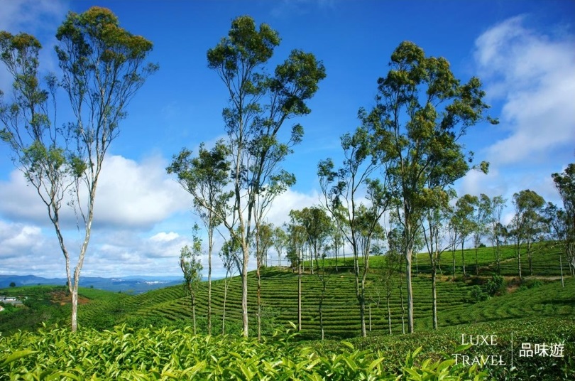 Tea platation of Dalat