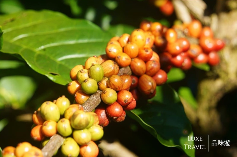 Coffee of Dalat