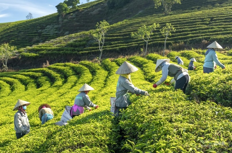 dalat coffee tour