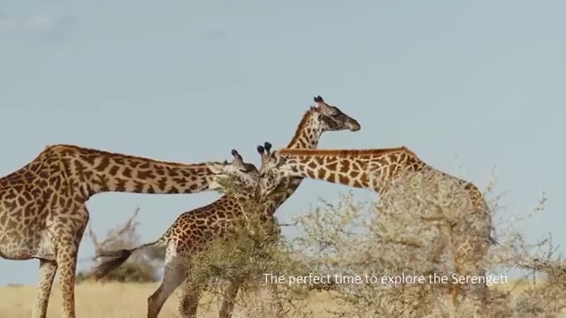 品味遊呈獻: 坦桑尼亞動物大遷徙之旅